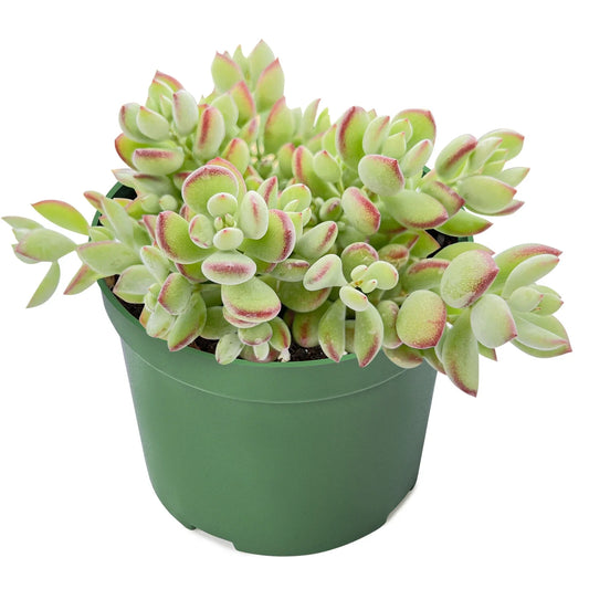 Live Rare Cotyledon Pendens Succulent in 4” Planter Pot for Indoor Decor - Unique Houseplant for Succulent Collection