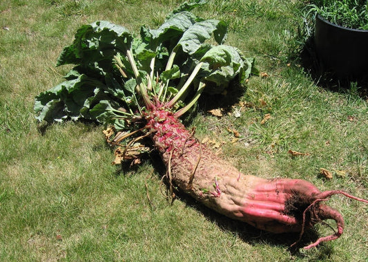 Mammoth Red Mangle Beet Seeds - 25-3200 Count - Heirloom Non-GMO (Beta vulgaris) - Grow Giant Beets Up to 25 Pounds!
