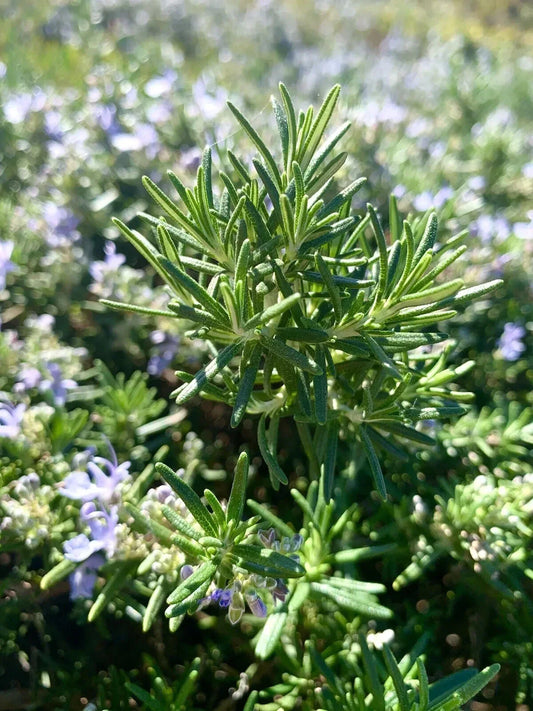 Rosemary Seeds - 100 Count - Salvia Rosmarinus - Aromatic Culinary Herb for Gardening