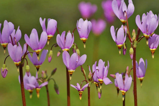 Shooting Star Bare Root Perennial Plant - Dodecatheon Meadia - Outdoor Garden Flower