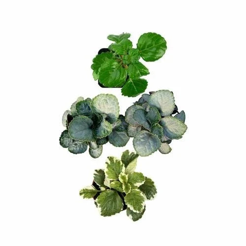 Plectranthus Swedish Ivy Assorted Rooted Starter Plants - Indoor Houseplants for Easy Care & Low Light