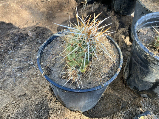 Echinocereus Engelmannii - Live Rooted Hedgehog Cactus Plant, Succulent, Drought-Tolerant Cactus