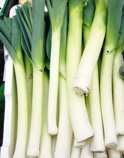 Leek Seeds - 200+ American Flag Variety (Allium porrum) - Fresh Garden Vegetable Seeds for USA Gardens