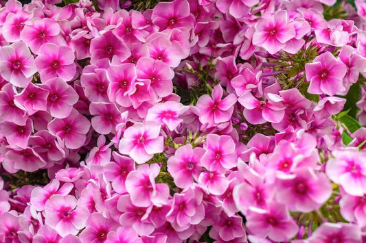 Phlox Seeds, 100+ Count, Monica Lynden-Bell Variety, Garden Planting, Free Shipping, USA