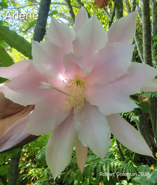 Epiphyllum 'Arlene' Unrooted Cutting - Rare Orchid Cactus - Colorful Succulent Plant Cutting - Perfect for Propagation