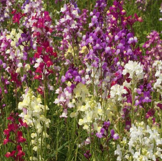 Snapdragon Flower Seeds 5000+ "Northern Lights" Mixed Colors Antirrhinum majus - Free USA Shipping