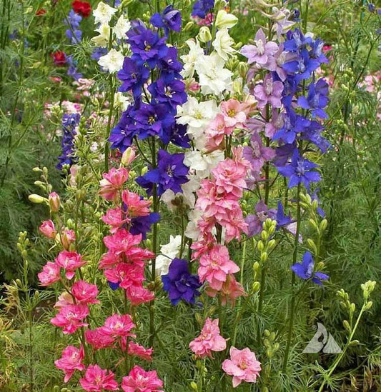 Rocket Larkspur Seeds - Imperial Mix - Delphinium Flowers - Non-GMO - 200 Seeds - Wildflower Variety