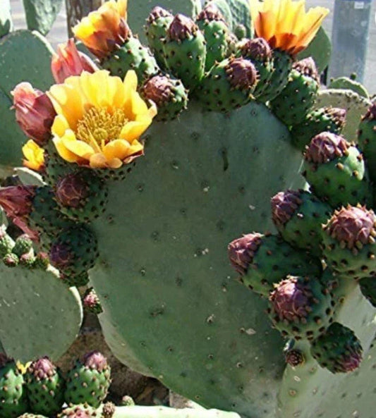 Prickly Pear Cactus Cutting - 1 Fresh Cut Pad - Opuntia - Ideal for Gardening and Planting