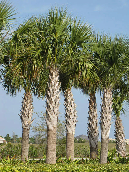 Sabal Palm Seeds, 10 Fresh Seeds, Cabbage Palm, Texas Sabal Palmetto, Planting Seeds for Garden