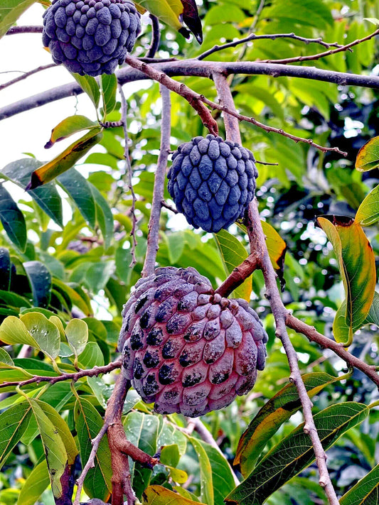 Thai Purple Sugar Apple Tree Seeds - 10 Count, Annona squamosa, Rare Sweetsop Fruit Plant, Tropical Gardening