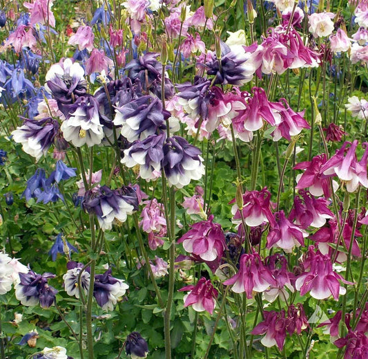 Dwarf Columbine Seeds Mix - Granny's Bonnet Perennial - Non-GMO - Aquilegia spp. - 500 Seeds for Fall Planting