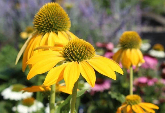 Yellow Coneflower Seeds - 200+ Pack - Echinacea purpurea - Garden Planting - USA Grown - Free Shipping