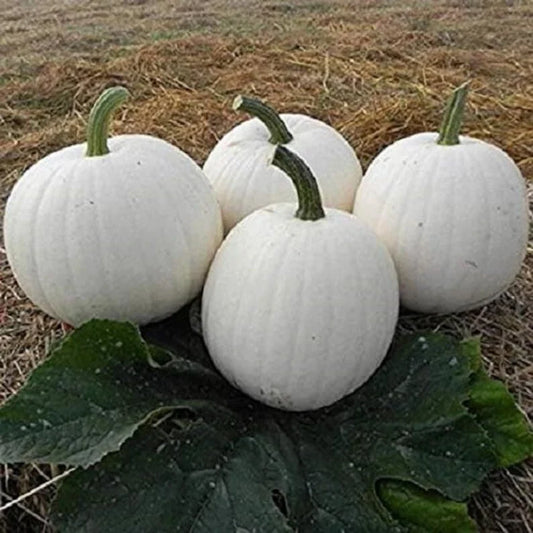 Casper White Pumpkin Seeds - 10 Non-GMO Rare Seeds - Fresh Cucurbita pepo