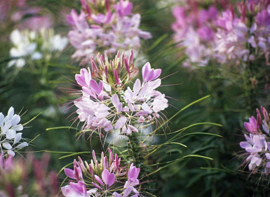 Cleome Spider Plant Flower Seeds - 100+ Annual Pink White Blossoms - Cleome hassleriana - USA Free Shipping