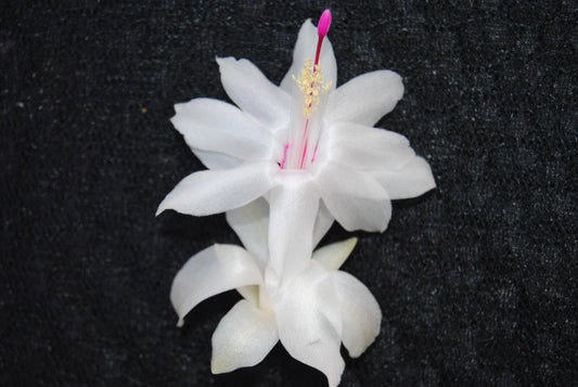 Christmas Cactus Starter Plant - Small White Knight Variety - Schlumbergera Truncata, Well-R rooted Healthy Plant