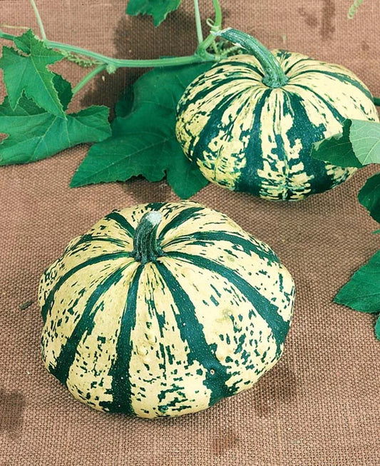 Summer Squash Seeds - Partial Eclipse Mini Pumpkin Hybrid - Rare Patty Pan - 10 Seeds
