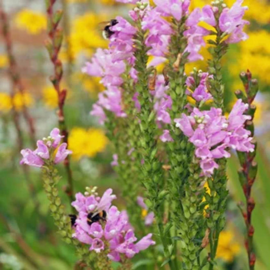 Obedient Plant Seeds - Pre-Stratified 25+ Seeds - Physostegia virginiana - Free Shipping