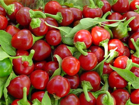 Red Cherry Hot Pepper Seeds, Heirloom Cherry Bombs, NON-GMO, Pimenta Variety, Free Shipping