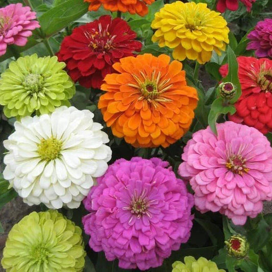 Zinnia Seeds - 100+ Super Yoga Mix - Colorful Garden Flowers - Zinnia elegans - USA Grown, Free Shipping