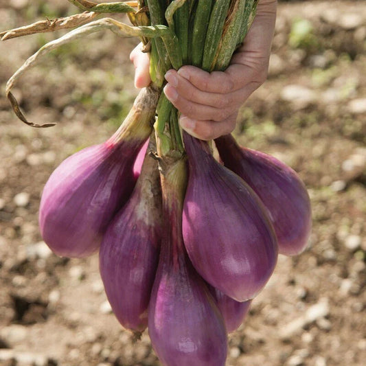 Red Long of Tropea Onion Seeds - 600 Non-GMO Gourmet Heirloom Seeds - Perfect for Home Gardening