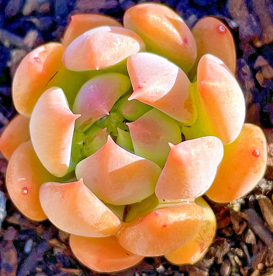 Sedeveria Dark Elf Succulent Plant - 1-Inch Rare Fully Rooted Easy Care - Perfect for Indoor Gardens