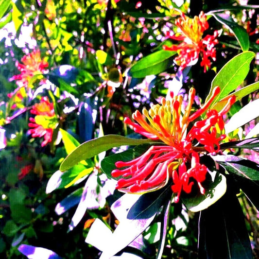 Chilean Firebush Tree Seeds - 10 Pack, Embothrium coccineum, Rare Flame Flower Plant Seeds for Garden, Landscaping