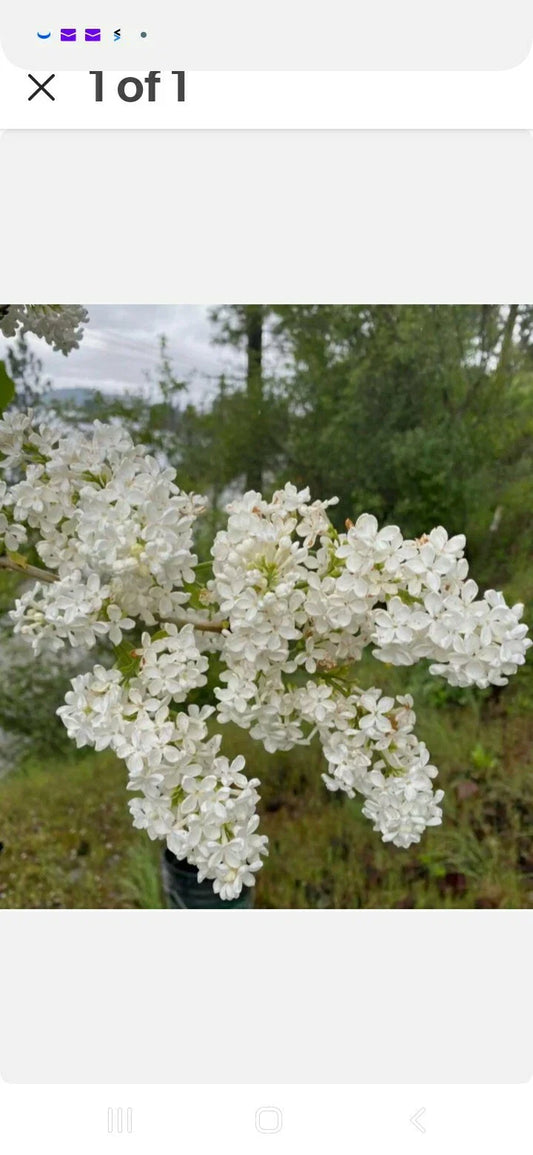Bare Root Lilac Bush Jumbo Size White - Syringa vulgaris - 5 Plants with Planting Instructions
