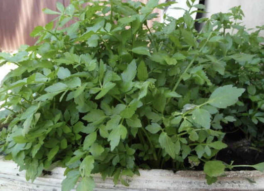 Water Parsley Plant - 17 Healthy Water Dropwort - Rau cần nước - Japanese Parsley - Water Celery (Oenanthe javanica)