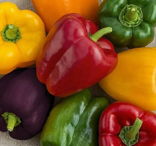 Rainbow Bell Pepper Seeds Mix - 30+ Varieties - Red, Orange, Purple, Yellow, White - Capsicum annuum - Free Shipping