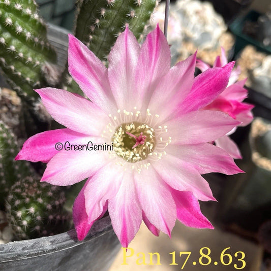 Rare Peanut Cactus Rooted Plant | Chamaecereus European Hybrid Succulent | Unique Indoor Cactus Decor