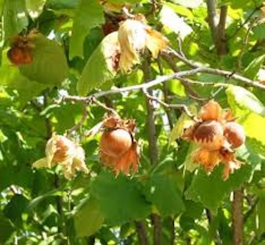 American Hazelnut Tree 12-24in Live Bare Root Plant, Corylus avellana, Edible Nuts, Deciduous Shrub, Landscape Enhancement