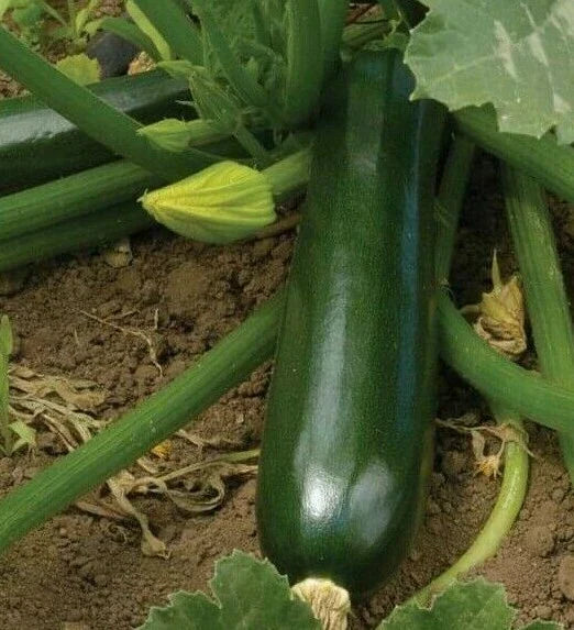 Zucchini Seeds 30+ Black Beauty Squash Culinary Vegetables Cucurbita pepo