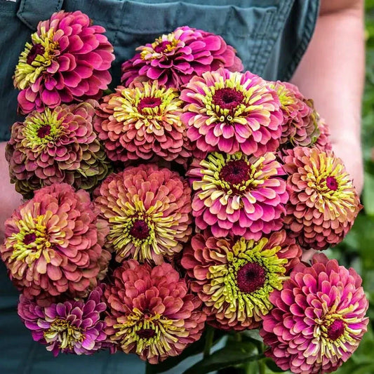 Queen Lime Red Zinnia Seeds - 100+ Count for Garden Planting - Zinnia elegans - USA Grown, Free Shipping