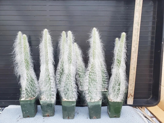 Opuntia 'Snow' Cactus - Thick Soft White Hair - Snow White, Hairy Roger - Perfect for Indoor Decor