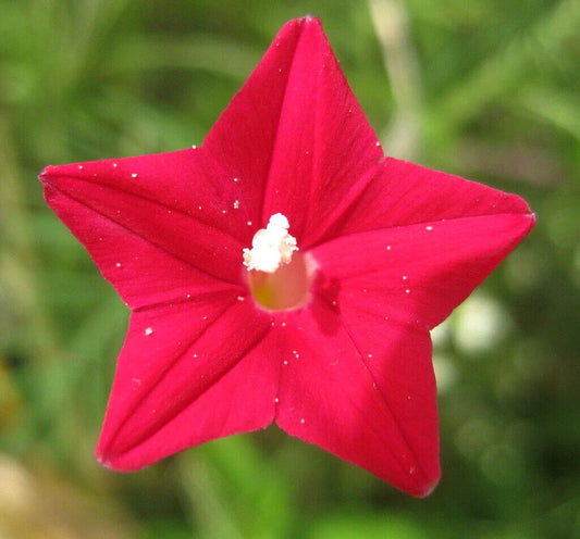 Cardinal Climber Seeds - 50+ Hummingbird Vine Seeds, Rare Flower Blooms, Ipomoea x multifida, Free Shipping USA