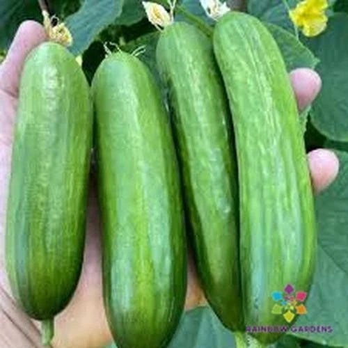 Picolino Cucumber Seeds - 25+ Pack for Garden Planting - Cucumis sativus - USA