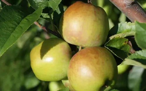 Newtown Pippin Apple Seeds - 25 Seeds for Garden Planting - Malus domestica - USA