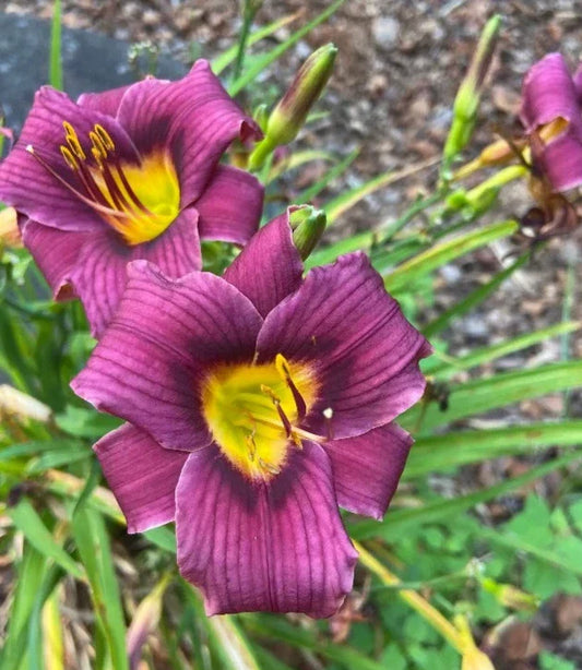 Daylily Bareroot Plant - Hemerocallis 'Grape Magic' - Mature Eyes - Purple Flowers