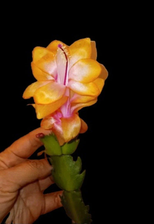 Rare Christmas Cactus Starter Plant - Golden "Bruxas Brasil" - Schlumbergera truncata