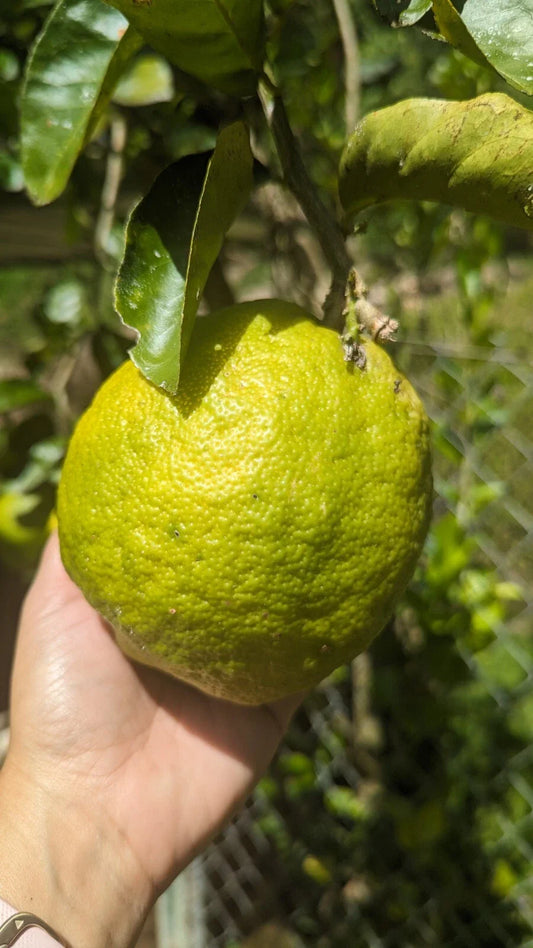 Ponderosa Lemon Cutting for Crafts - Sour Giant Fruit - Citrus limon