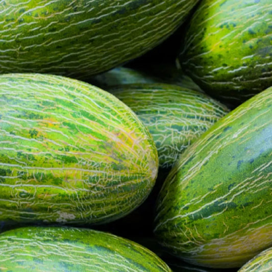 Valencia Late Melon Seeds | NON-GMO | Heirloom Variety | Fresh Garden Seeds | Cucumis melo