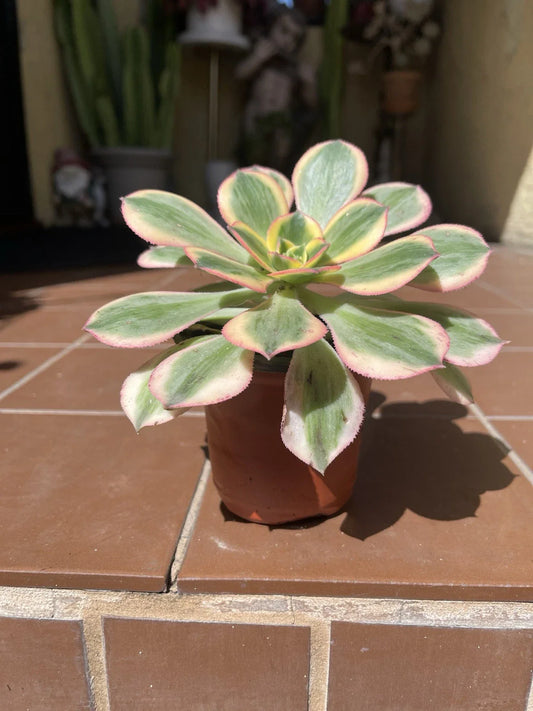 Aeonium Sunburst Succulent Cutting 4-6” | Colorful Variegated Succulent Plant - Perfect for Indoor Gardens