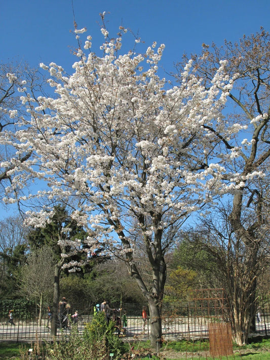 Japanese Flowering Cherry Seeds, 10 Pack, Prunus serrulata, Ornamental Tree, Beautiful Pink Blooms