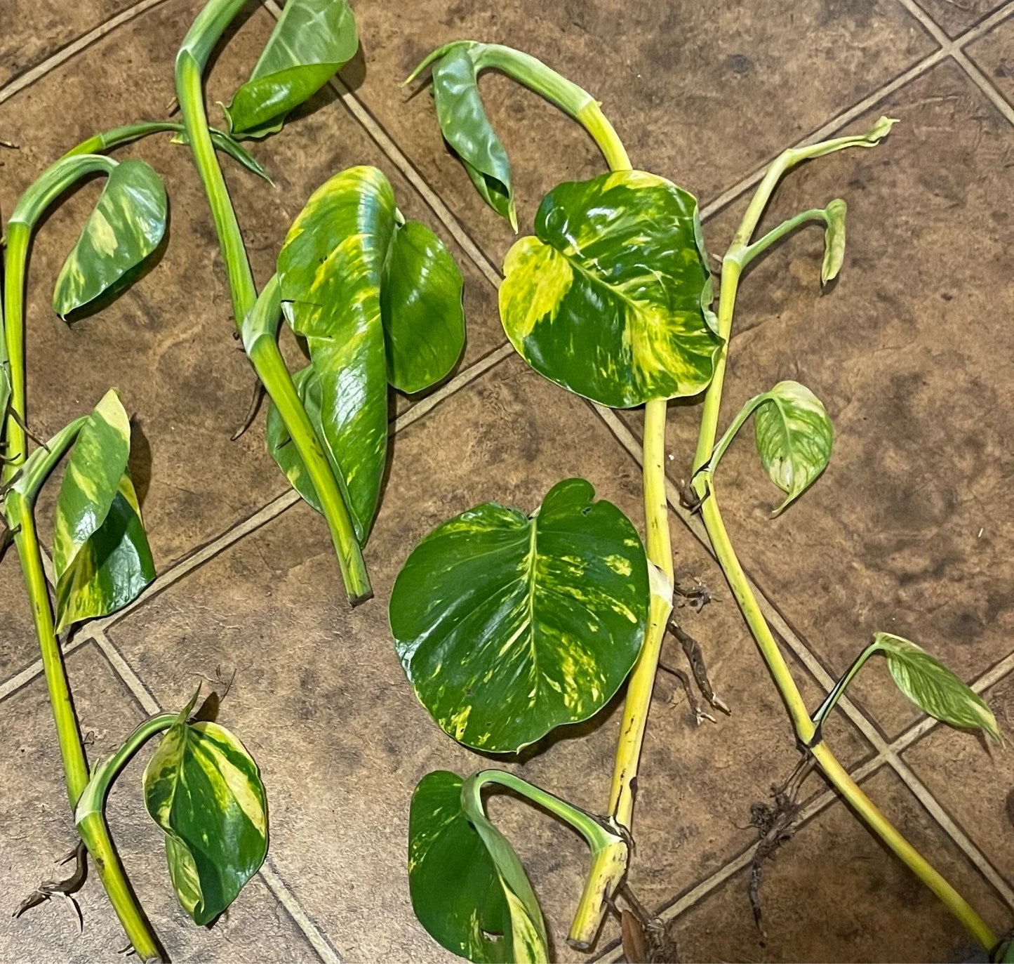 Giant Golden Pothos Cuttings - 5 Authentic 20-Inch Cuttings with Nodes - Epipremnum aureum