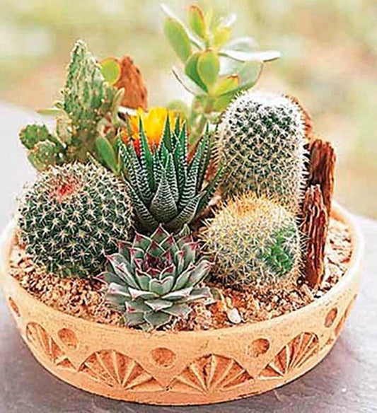 Rare Mixed Cactus Seeds - 100pcs Pack - Succulent Seeds for Planting - Perfect for Garden or Indoor Use