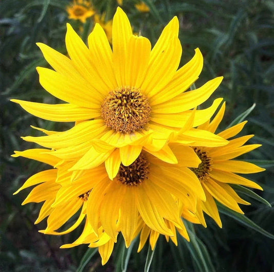 MAXIMILIAN Sunflower Seeds - 100+ Heirloom Perennial NON-GMO - Helianthus maximiliani