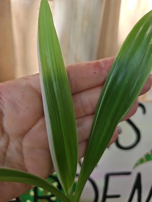 Crinum Lily Live Plant 3" Pot Variegated Giant Crinum Asiaticum Spider Lily