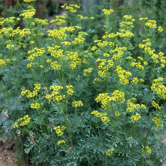 Rue Seeds 100+ Pack | Medicinal Herb | Non-GMO | Ruta graveolens | Free Shipping USA