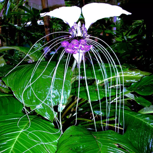 White Bat Orchid Flower Seeds - 10 Pack - Tacca Integrifolia - Exotic Tropical Houseplant Seeds for Unique Indoor Planting