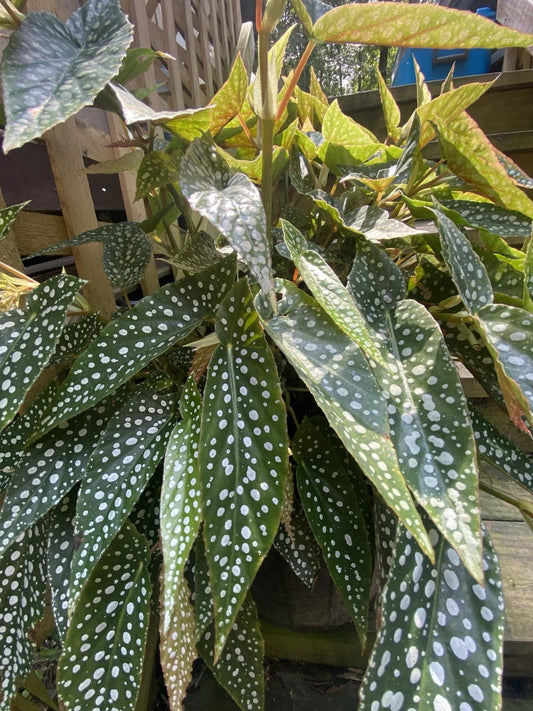 My Special Angel Begonia Live Houseplant - Rooted Plant - Indoor Tropical Plant - Begonia 'My Special Angel'